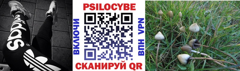 Галлюциногенные грибы Psilocybine cubensis  Славгород 